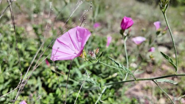 bindweed pink field flower swaying in the wind