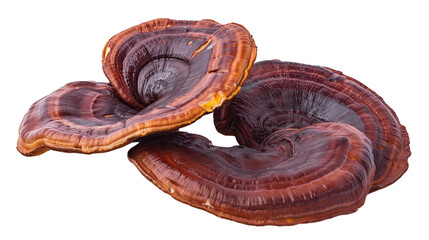 Reishi mushroom on transparent background