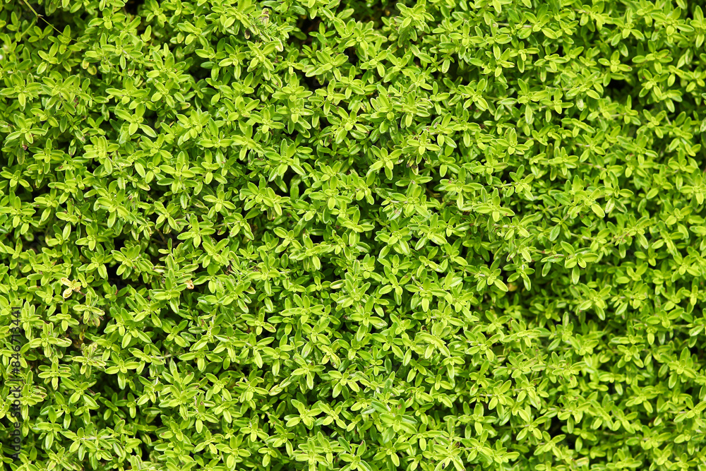 Wall mural background green thyme plant useful