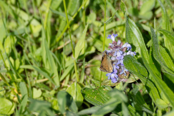 Dingy skipper (Erynnis tages) butterfly sitting on a violet flower in Zurich, Switzerland