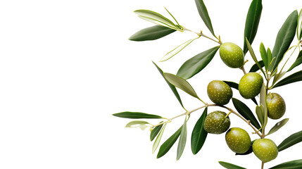 Olives on a transparent background