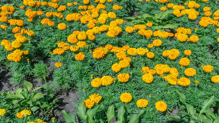 Yellow marigolds on the lawn in the city park. Background of blooming marigold flowers.