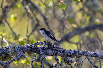 European pied flycatcher