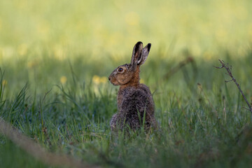 European hare in the grass
