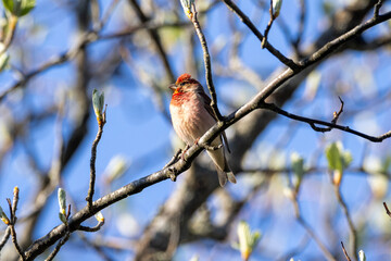 Common rosefinch on a branch