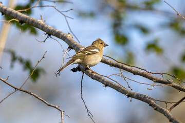 Common chaffinch, female, on a branch
