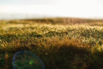 A sunlit grassy field with dew and beautiful bokeh effect in soft morning light creates a serene...