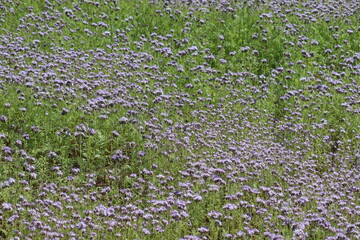 Flowering purple tansy-leaf phacelia (Phacelia tanacetifolia) plants in summer meadow