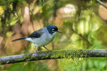 Black-headed Sibia perched on a moss-covered branch