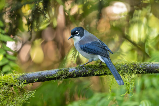 Black-headed Sibia perched on a moss-covered branch