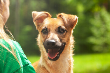 Portrait of a young mixed breed dog, red in color.