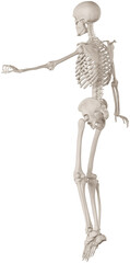 skeleton posing 3d render illustration with transparent background
