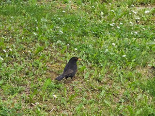 blackbird on the grass
