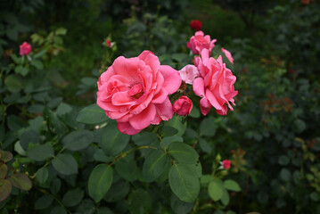 two red pink roses blossom with multiple petals in the bush in the garden