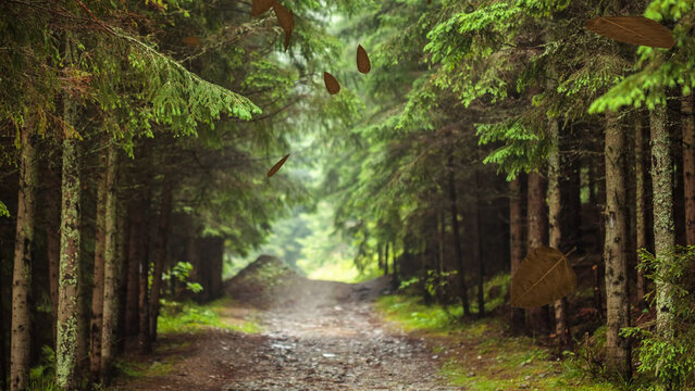 Leaves 6 Styles Transitions 4k 1:1 16:9 9:16