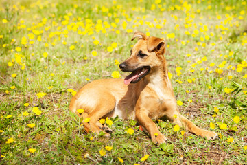 A cheerful, funny mixed breed puppy, red in color.