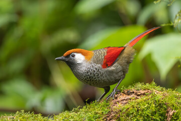 Red-tailed Laughingthrush perched on a moss-covered tree trunk