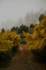 Madeira forrest fog trees