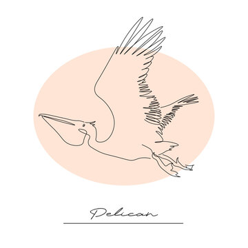 exotic bird pelican, contour linear drawing