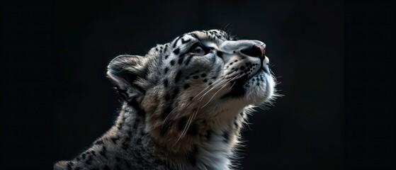 snow leopard's presence is highlighted against the black background, its beauty and grace mesmerizing in the darkness