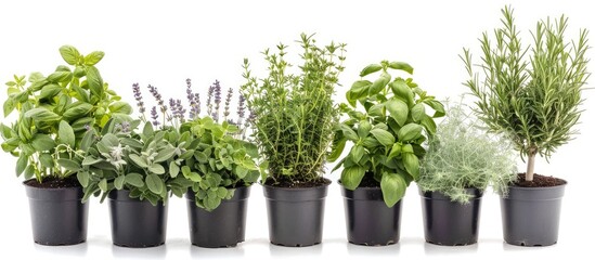 Fototapeta premium Arrangement of Rosemary, Oregano, Sage, Lavender, and Thyme in a pot. Innovative presentation of aromatic herbs in planters set against a white backdrop. Botanical assortment. Decorative feature.