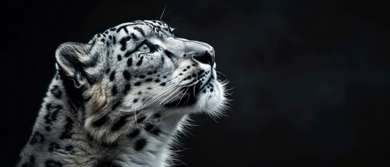 Obraz premium snow leopard's presence is highlighted against the black background, its beauty and grace mesmerizing in the darkness