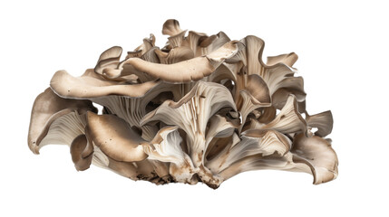 Maitake mushroom on a transparent background