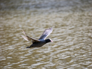A Coot Flying Acrosss A Lake