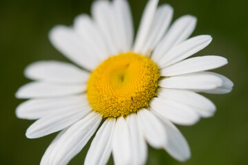 Fototapeta premium Oxeye Daisy close up with yellow center and white petals