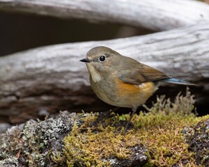 山のルリビタキ