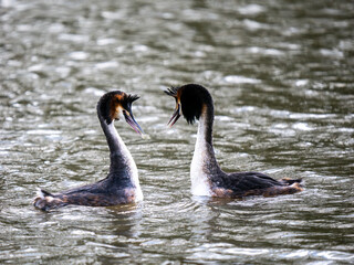 Great Crested Grebe Mirroring During Courtship