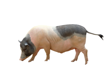 Pig isolated on transparent background png file