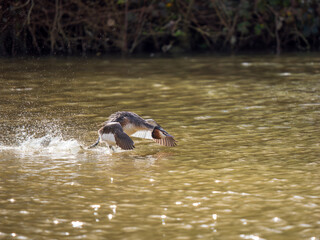 Great Crested Grebe Running Across a Lake