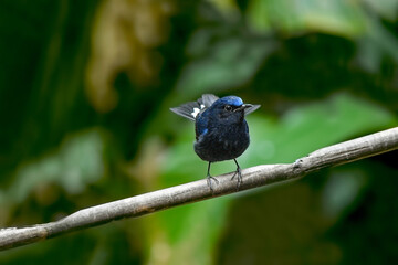 White-tailed Robin (Cinclidium leucurum) beautiful fan tail dark blue bird animal astonished in nature, on tree branch, male