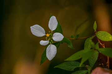 Mussaenda parviflora-A macro view of Mussenda Philippine flower among the leave