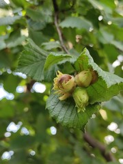snail on a branch
Горіх лісовий, фундук,