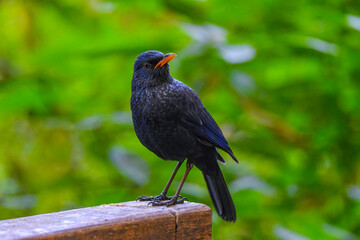 Blue whistling thrush, living in the forests of Thailand