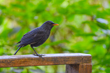 Blue whistling thrush, living in the forests of Thailand