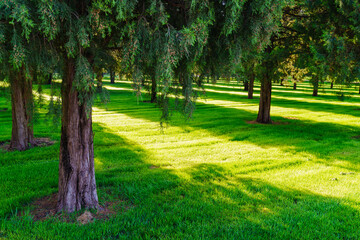 Morning sunlight on meadow in the Temple of Heaven