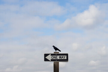 Lone raven perching over a ONE WAY sign. Prophecy and insight concepts.