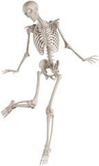 skeleton posing 3d render illustration with transparent background