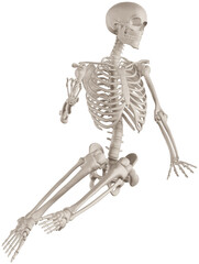 skeleton posing 3d render illustration with transparent background