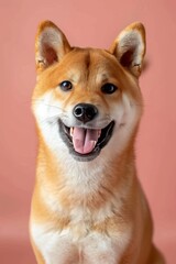 Cheerful shiba inu dog on soft pastel background with spacious area for text placement