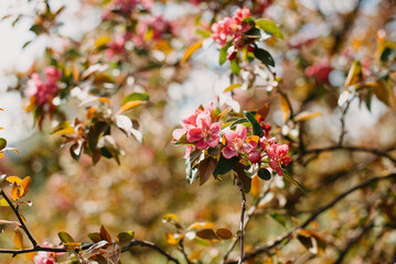 A closeup view of vibrant pink flowers blossoming among lush green and brown foliage in springtime