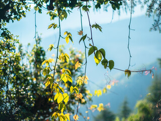 Golden Hours. Upper Neahi village.  Sainj Valley, Eco Zone, Great Himalayan National Park, Himachal Pradesh, India.