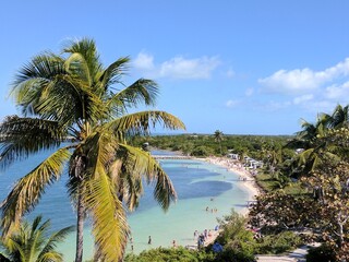 palm trees on the beach