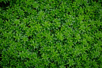 Green image of a tree planted as a bush in the garden. Looking at it, it feels comfortable and refreshing. It makes me feel close to nature and relieves fatigue.