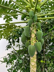 Papaya Tree with Unripe Green Papayas