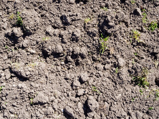 top view of dried plowed soil on vegetable garden