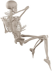 skeleton posing 3d render illustration with transparent background